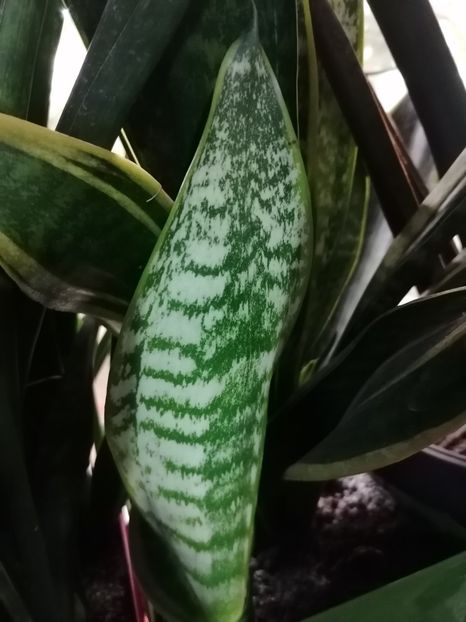  - Pui sansevieria