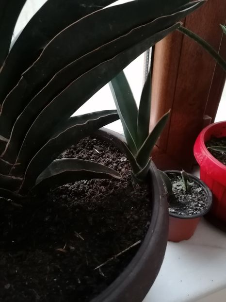  - Pui sansevieria