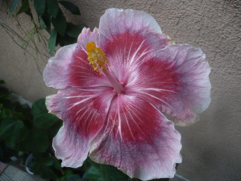 08.10.2020 - HIBISCUSI 2020-5