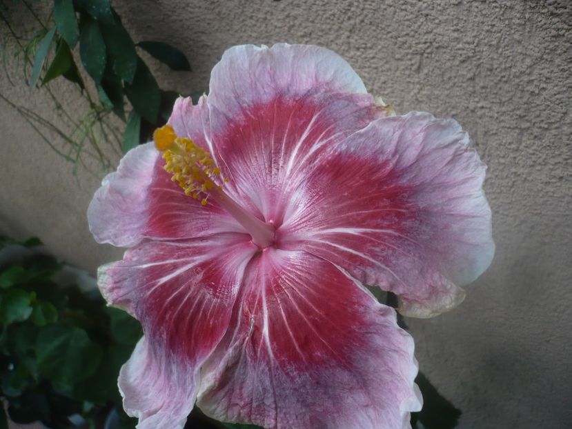 P1460906 - HIBISCUSI 2020-5