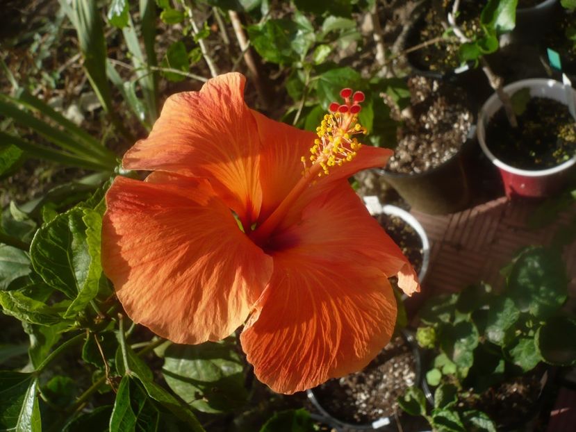 P1460908 - HIBISCUSI 2020-5