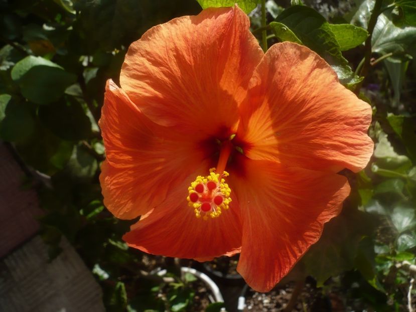 P1460909 - HIBISCUSI 2020-5