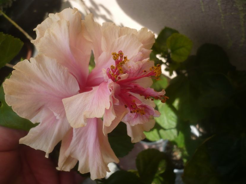 P1460910 - HIBISCUSI 2020-5