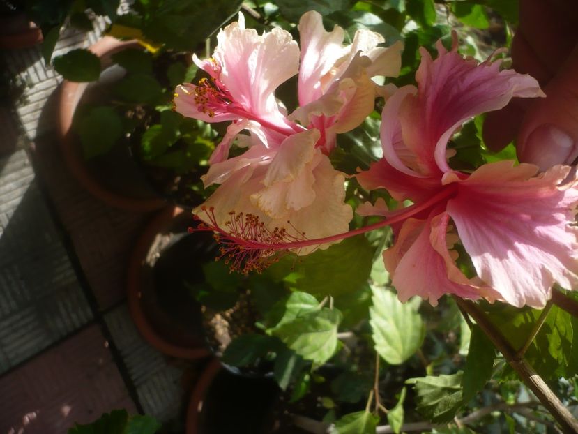 P1460912 - HIBISCUSI 2020-5