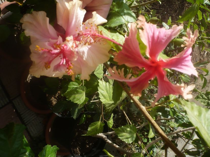 P1460913 - HIBISCUSI 2020-5