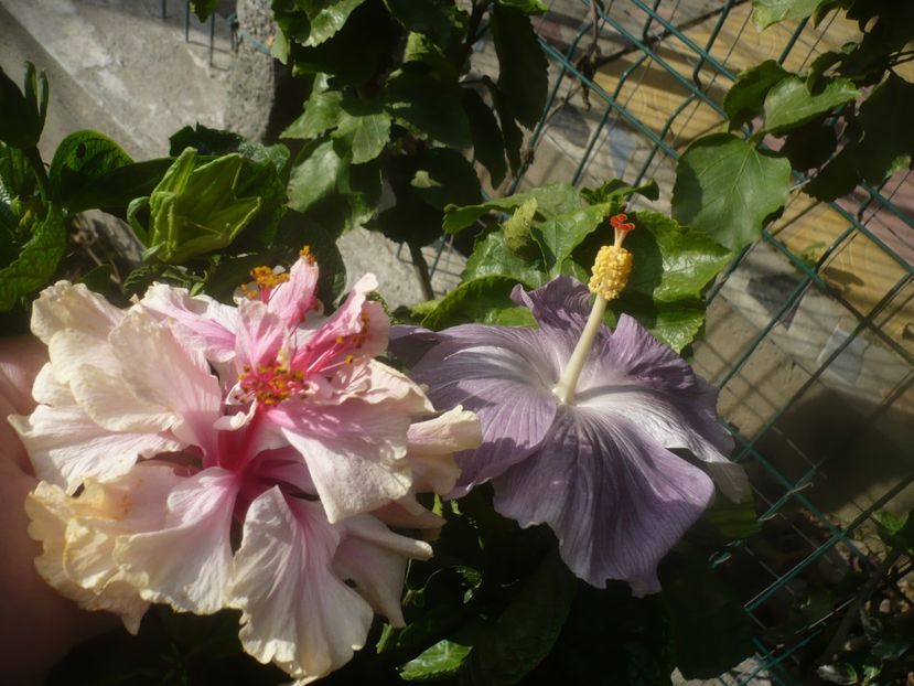 P1460915 - HIBISCUSI 2020-5