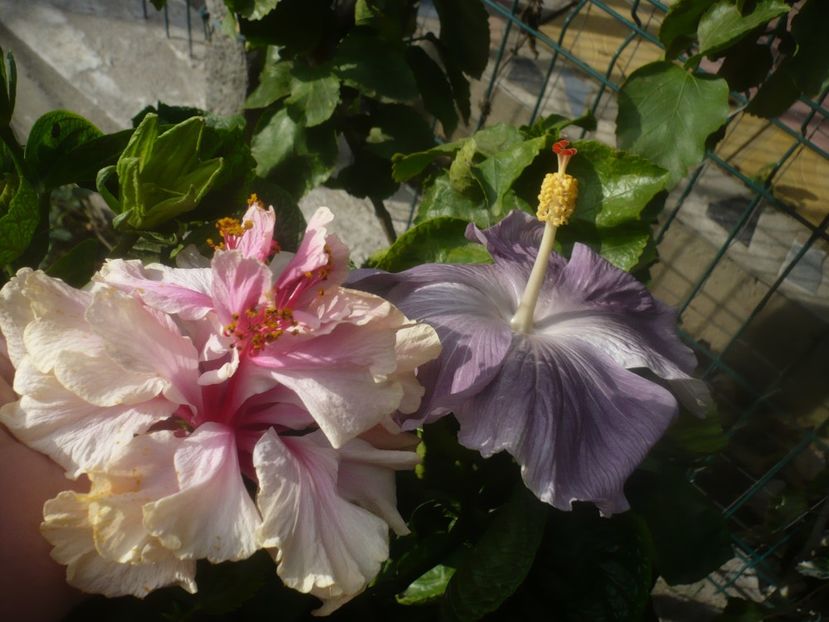 P1460916 - HIBISCUSI 2020-5