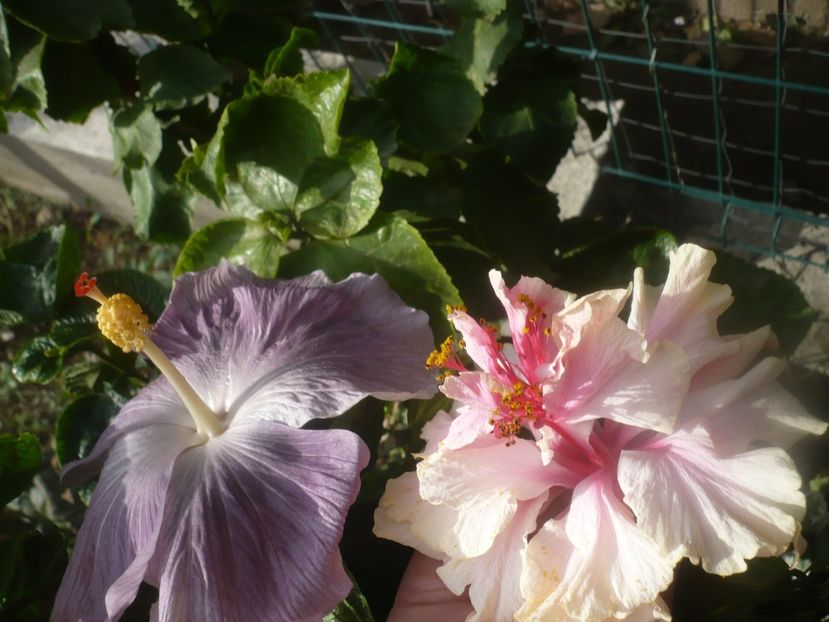 P1460917 - HIBISCUSI 2020-5