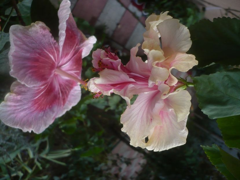 P1460918 - HIBISCUSI 2020-5