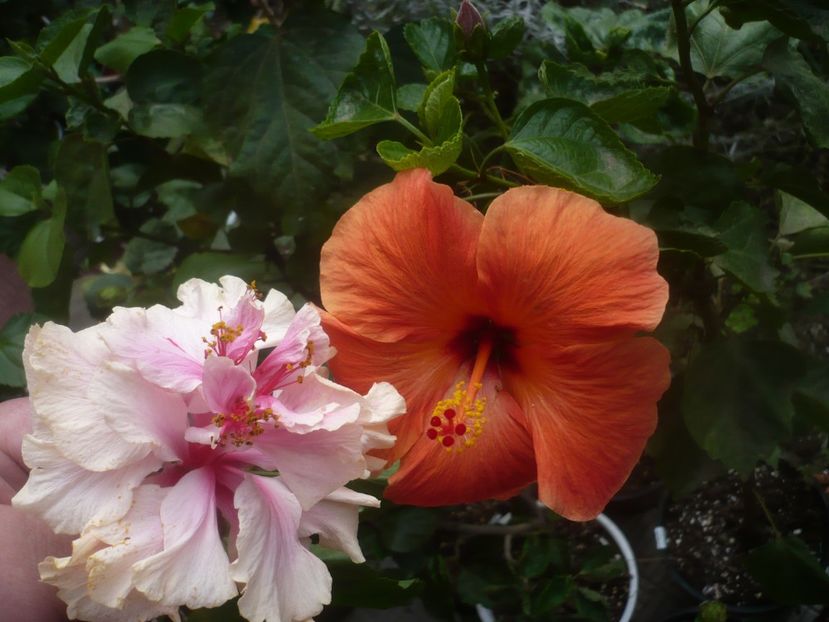 P1460921 - HIBISCUSI 2020-5