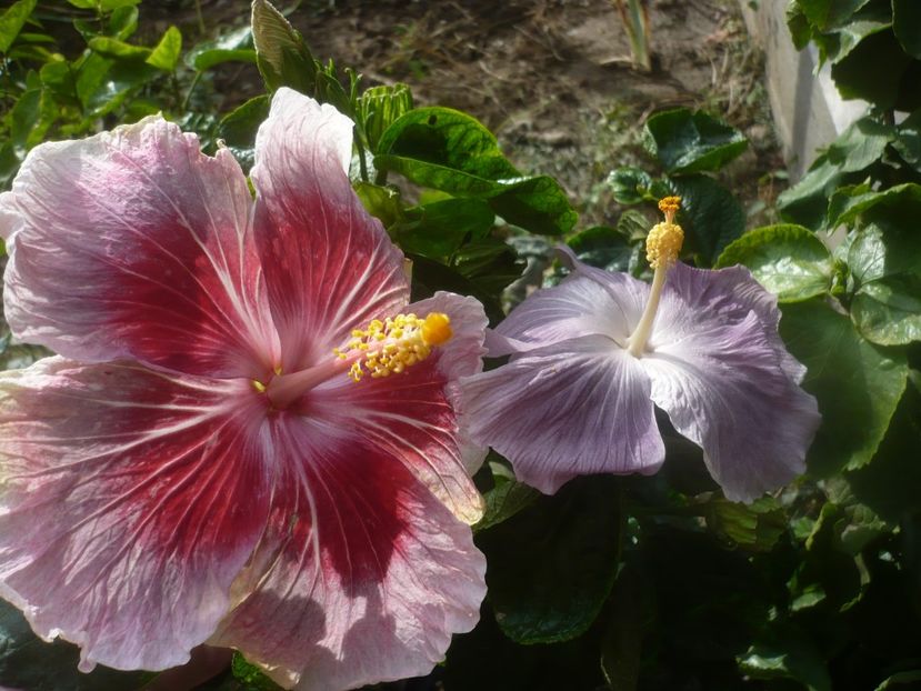 P1460922 - HIBISCUSI 2020-5