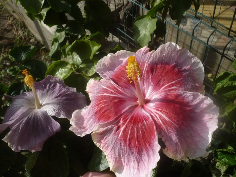 P1460923 - HIBISCUSI 2020-5