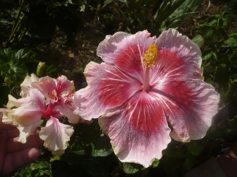 P1460926 - HIBISCUSI 2020-5