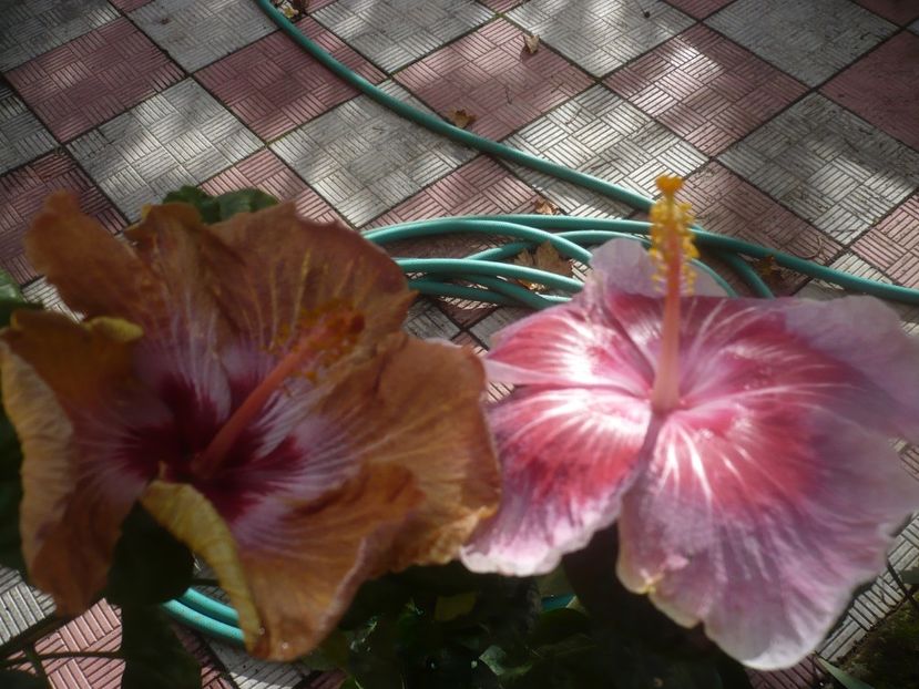 P1460927 - HIBISCUSI 2020-5