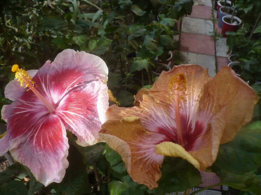 P1460928 - HIBISCUSI 2020-5