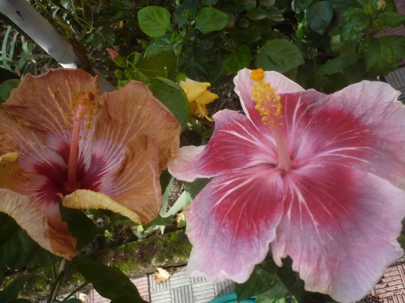 P1460930 - HIBISCUSI 2020-5