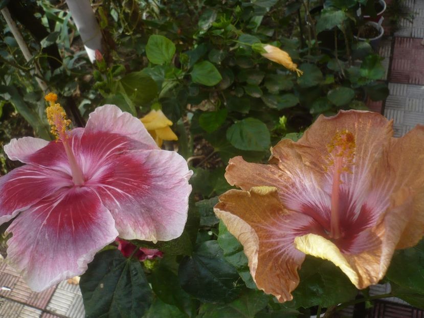 P1460931 - HIBISCUSI 2020-5