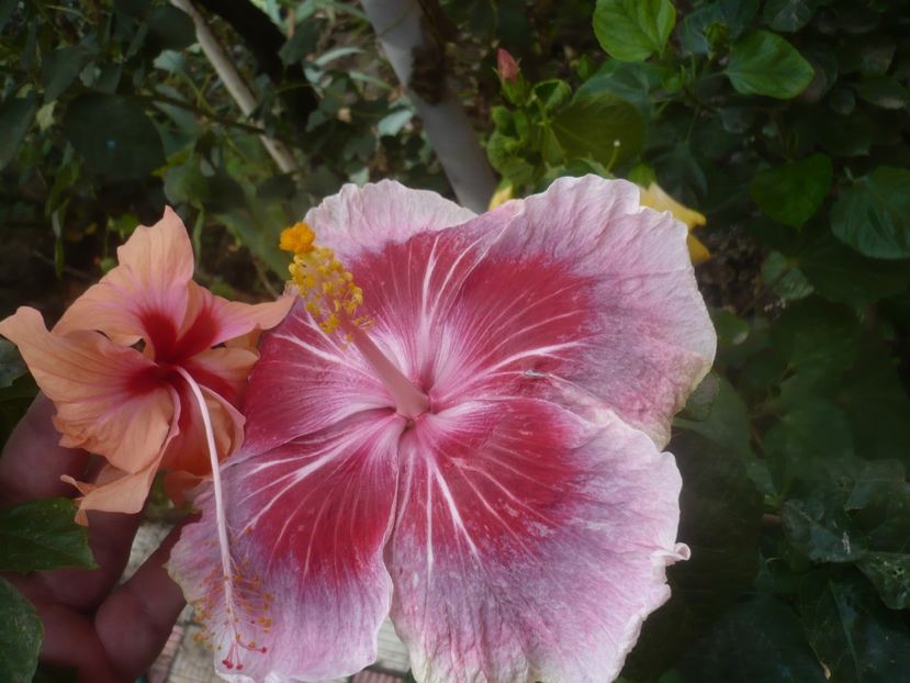 P1460934 - HIBISCUSI 2020-5