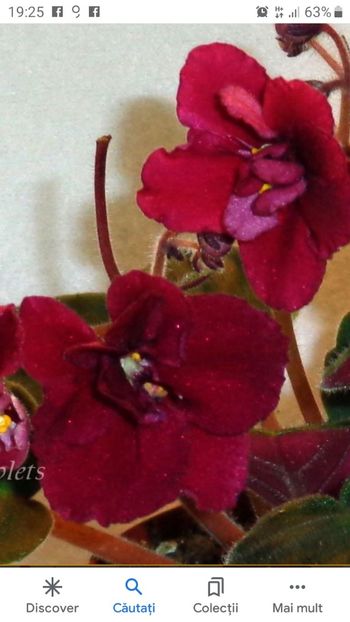 Tomawank (poza net) - Tomahank