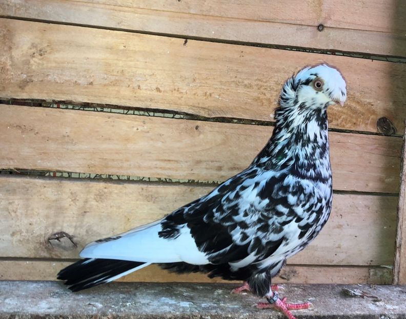 8677  femelă  2020_1 - pui 2020 BM