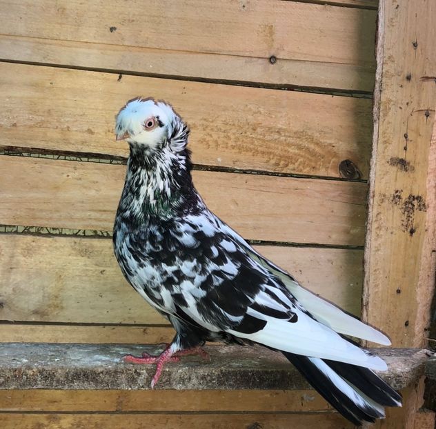 8677  femelă  2020_2 - pui 2020 BM