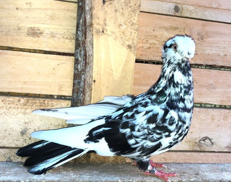 8677  femelă  2020_3 - pui 2020 BM