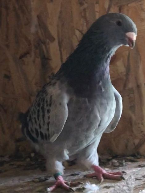 F-2019 - Femele pentru 2021