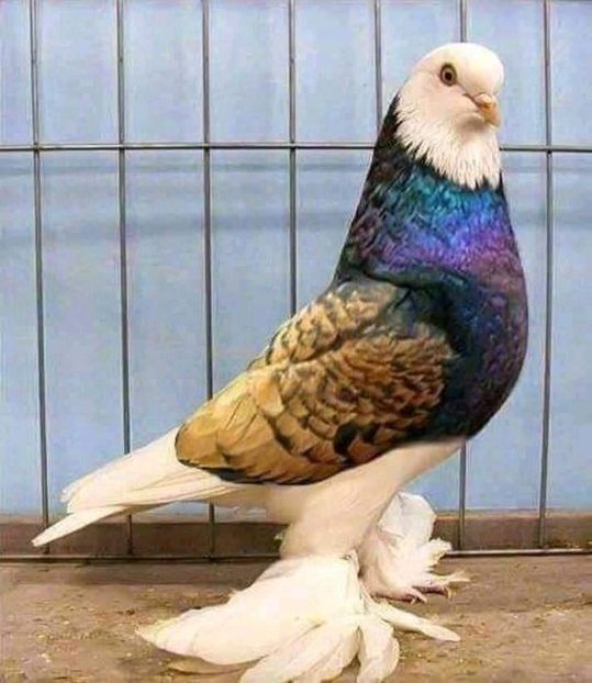  - NU AMI APARTIN 2020