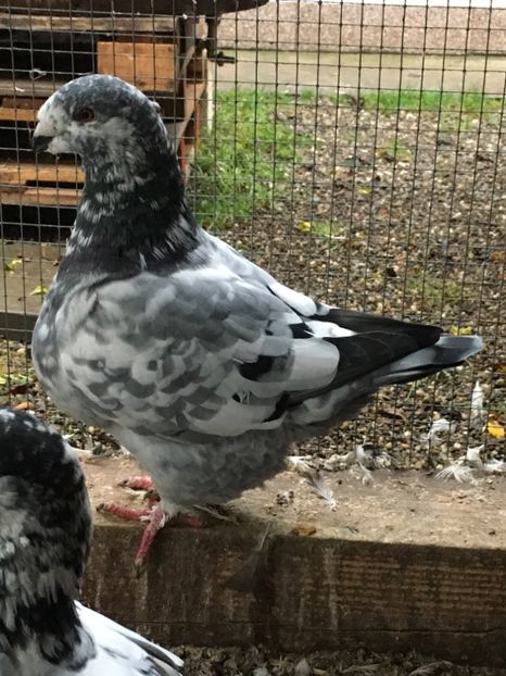 0D1633E9-CE00-4569-891C-DEC79174987E - FEMELE AMERICAN GIANT HOMER MATCA 2020