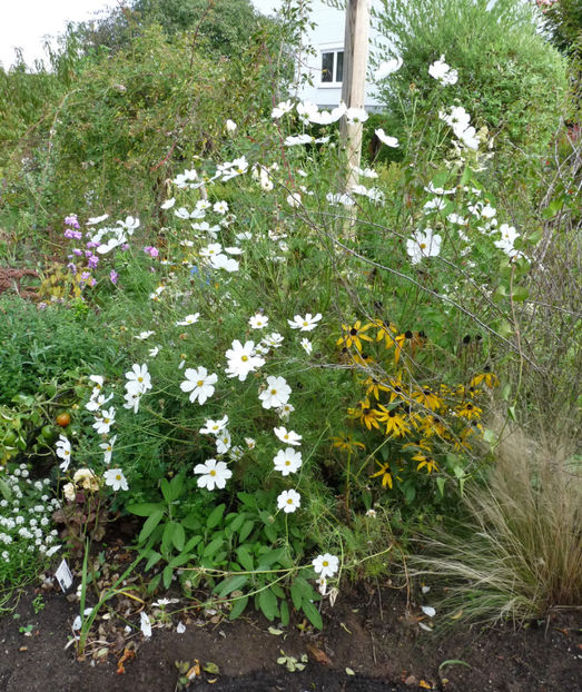  - 2020 - 03 - Toamna