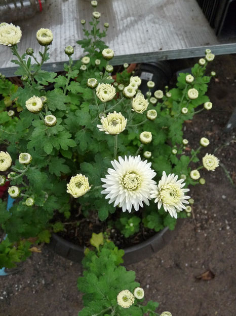  - 2020 - 03 - Toamna