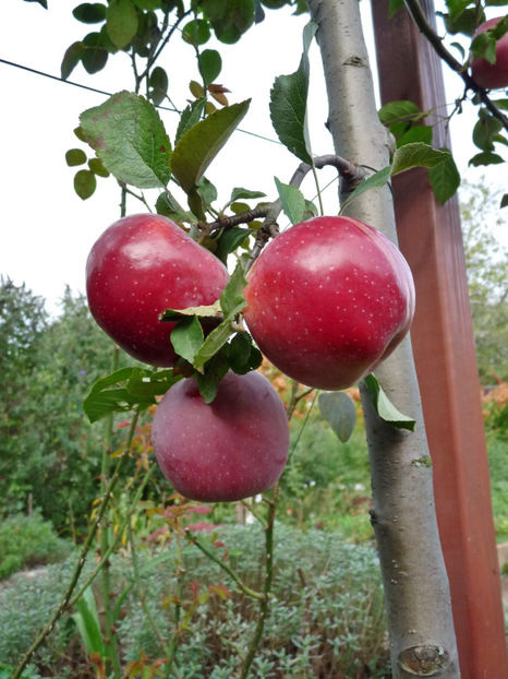  - 2020 - 03 - Toamna