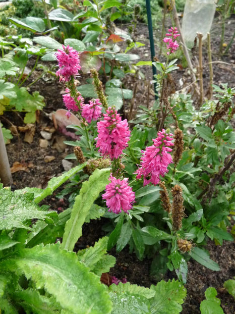  - 2020 - 03 - Toamna