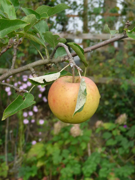  - 2020 - 03 - Toamna