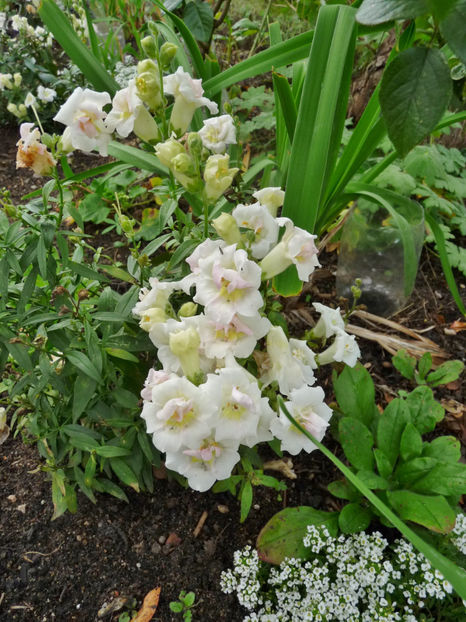  - 2020 - 03 - Toamna