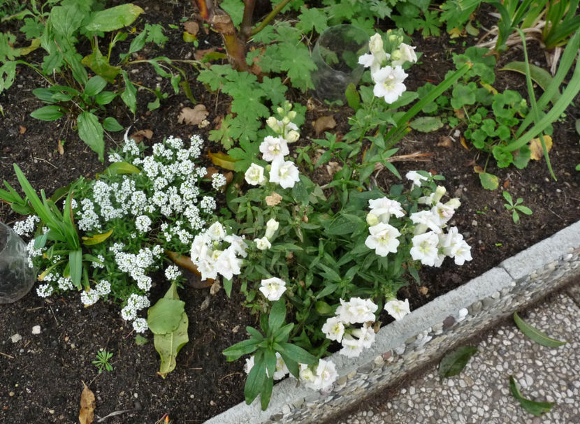  - 2020 - 03 - Toamna