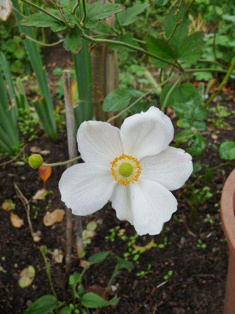  - 2020 - 03 - Toamna