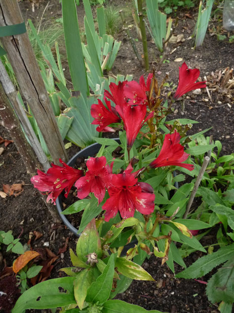  - 2020 - 03 - Toamna