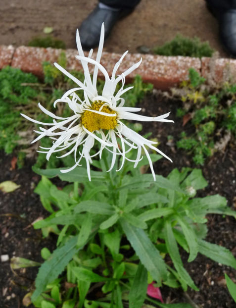  - 2020 - 03 - Toamna