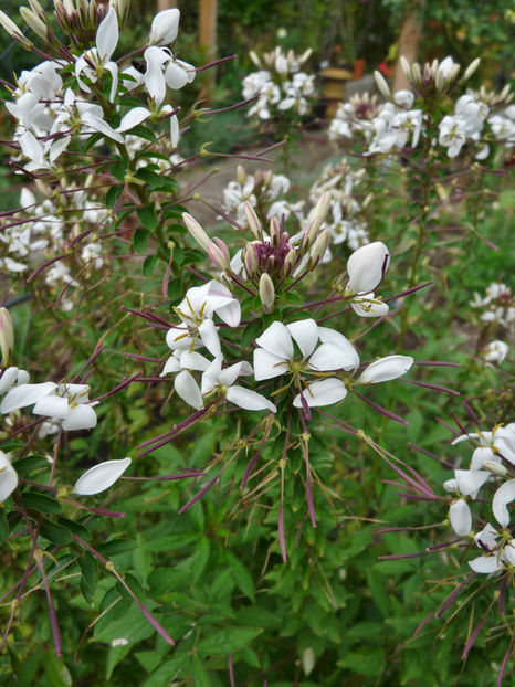  - 2020 - 03 - Toamna