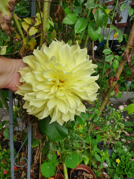  - 2020 - 03 - Toamna