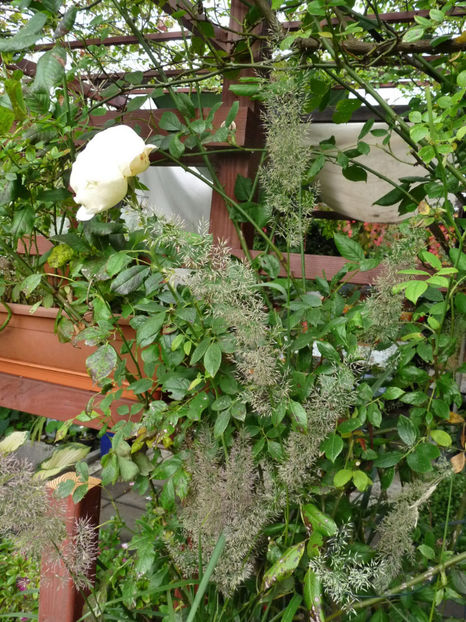  - 2020 - 03 - Toamna