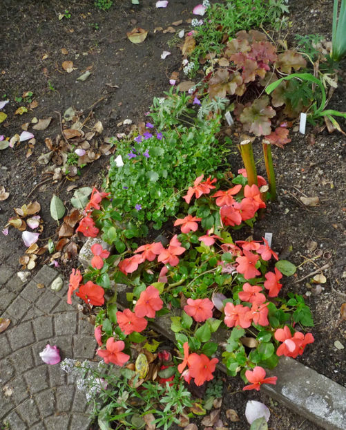  - 2020 - 03 - Toamna