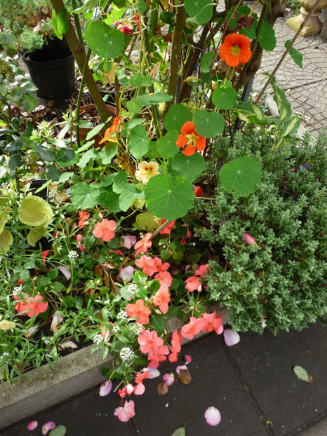  - 2020 - 03 - Toamna