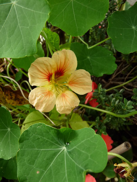  - 2020 - 03 - Toamna