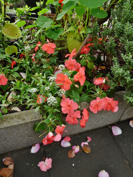  - 2020 - 03 - Toamna