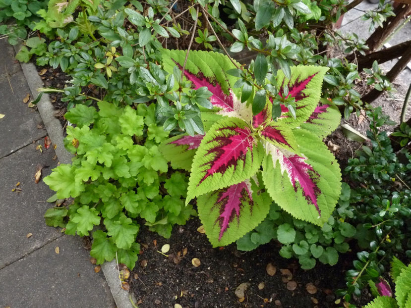  - 2020 - 03 - Toamna