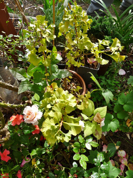  - 2020 - 03 - Toamna