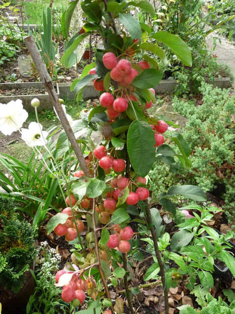  - 2020 - 03 - Toamna