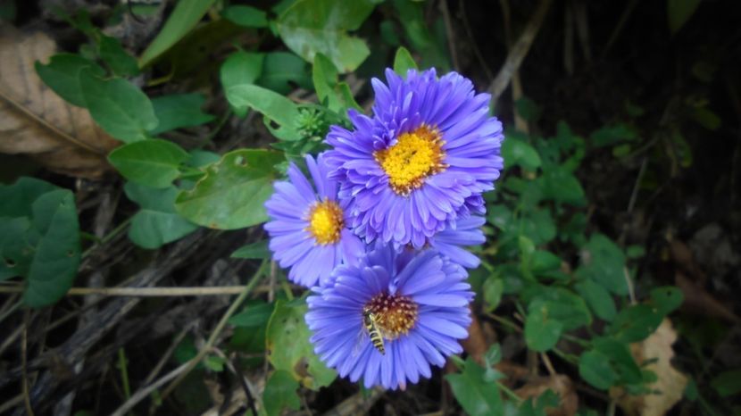 gradina de departe, - Culori 2020